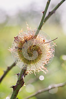 Gall of the common roses gall wasp