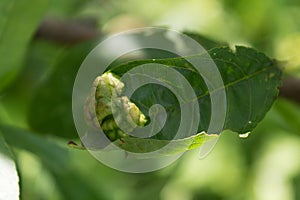 Gall conglomerate on leaf