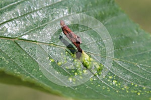 Gall of Elm-grass aphid or Elm sack gall aphid Tetraneura ulmi on leaf of Ulmus glabra or Wych elm