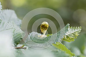 Gall of the elm sack gall aphid Tetraneura ulmi