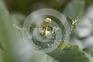 Gall of the elm sack gall aphid Tetraneura ulmi