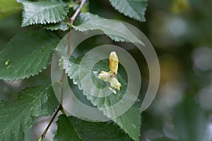 Gall of the elm sack gall aphid Tetraneura ulmi