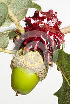 gall growing on acorn of oak tree photo