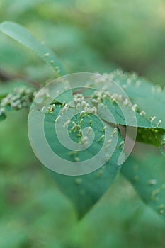 Gall leaf plant, fungal, akarinoz, bacterial bumps