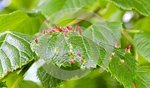 Gall midges galls