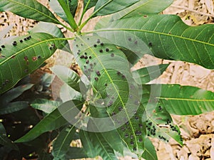 Gall Midges on mango leaf.