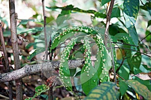 Gall mites infected on host plant, rain forest tree, Thailand