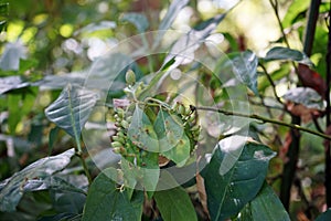 Gall mites infected on host plant, rain forest tree, Thailand photo