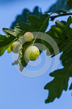 Gall on a oak leaf