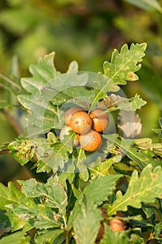 Gall wasp Cynips quercusfolii