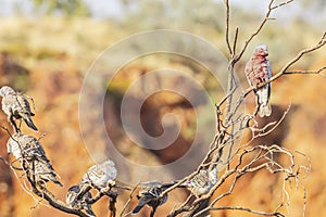 A Gallah Eolophus roseicapilla and Spinifex pigeons Geophaps plumifera on dried tree in Australia Red Centre desert.