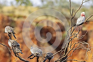 A Gallah Eolophus roseicapilla and Spinifex pigeons Geophaps plumifera on dried tree in Australia Red Centre desert.