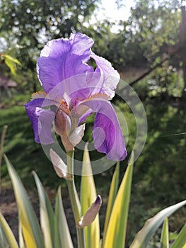 Gallant iris