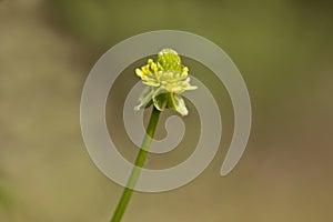 Gallant soldier flower