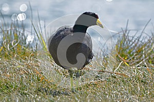 Gallareta andina - Fulica ardesiaca