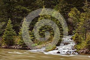 Gallatin river stream white water rapids amongst pine trees Montana, USA photo