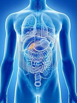 The gallbladder