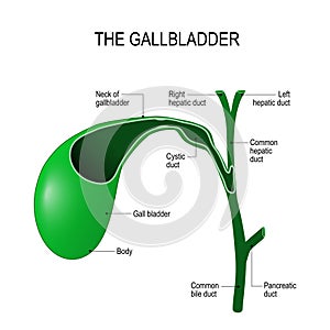 Gallbladder