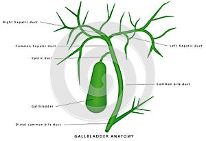 Gallbladder anatomy