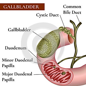 Gallbladder. Bile duct.