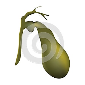 Gallbladder of human . Hepatobiliary system . Realistic design . Isolated . Vector illustration