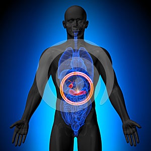 Gallbladder / Pancreas - Male anatomy of human organs - x-ray view