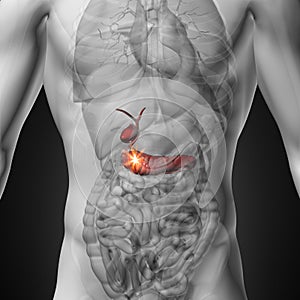 Gallbladder / Pancreas - Male anatomy of human organs - x-ray view