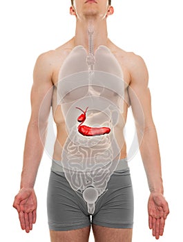 Gallbladder Pancreas Male - Internal Organs Anatomy - 3D illustration