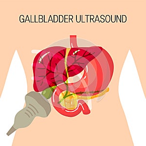 Gallbladder ultrasound vector concept