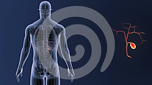 Gallbladder zoom with Anatomy