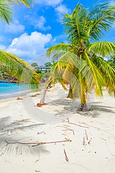 Galleon Beach on  Caribbean island Antigua, English Harbour, paradise bay at tropical island in the Caribbean Sea