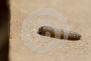 Galleria mellonella, the greater wax moth or honeycomb moth, is a moth of the family Pyralidae.