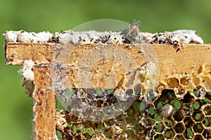 Galleria mellonella, the greater wax moth or honeycomb moth, is a moth of the family Pyralidae.