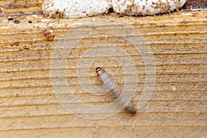 Galleria mellonella, the greater wax moth or honeycomb moth, is a moth of the family Pyralidae.