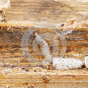 Galleria mellonella, the greater wax moth or honeycomb moth, is a moth of the family Pyralidae.