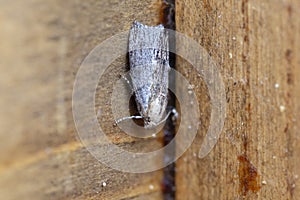 Galleria mellonella, the greater wax moth or honeycomb moth, is a moth of the family Pyralidae.