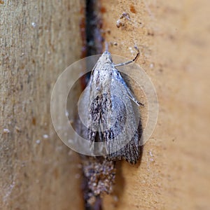Galleria mellonella, the greater wax moth or honeycomb moth, is a moth of the family Pyralidae.
