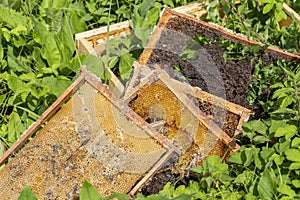 Galleria mellonella, the greater wax moth or honeycomb moth, is a moth of the family Pyralidae.