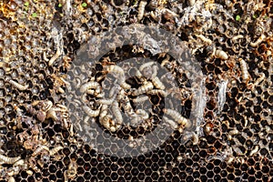 Galleria mellonella, the greater wax moth or honeycomb moth, is a moth of the family Pyralidae.