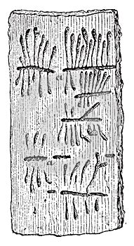 Galleries of Hylesinus vittatus in elm bark, vintage engraving