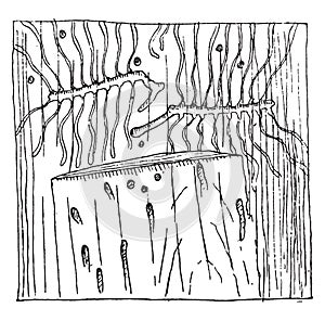 Galleries of Tomicus curvidens in the phloem of a tree trunk, vintage engraving