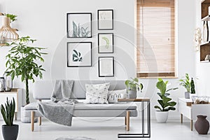 Gallery with plant posters hanging on wall in real photo of bright living room interior with window with wooden blinds and grey so