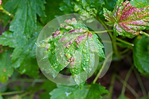 Gallic aphid on the leaves of red currant. The pest damages the currant leaves, red bumps on the leaves of the bush from