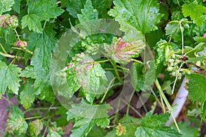 Gallic aphid on the leaves of red currant. The pest damages the currant leaves, red bumps on the leaves of the bush from
