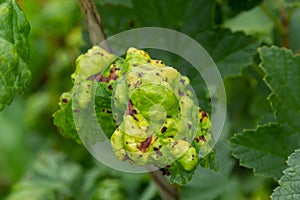 Gallic aphid on the leaves of red currant. The pest damages the currant leaves, red bumps on the leaves of the bush from