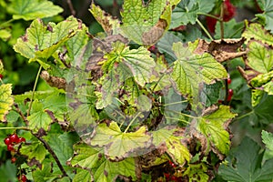 Gallic aphid on the leaves of red currant. The pest damages the currant leaves, red bumps on the leaves of the bush from