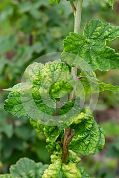 Gallic aphid on the leaves of red currant. The pest damages the currant leaves, red bumps on the leaves of the bush from the