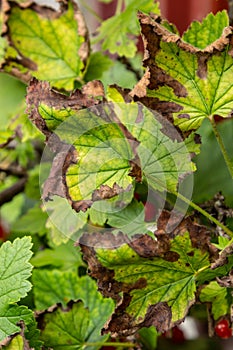 Gallic aphid on the leaves of red currant. The pest damages the currant leaves, red bumps on the leaves of the bush from the