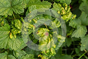 Gallic aphid on the leaves of red currant. The pest damages the currant leaves, red bumps on the leaves of the bush from the