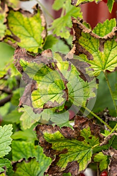 Gallic aphid on the leaves of red currant. The pest damages the currant leaves, red bumps on the leaves of the bush from the